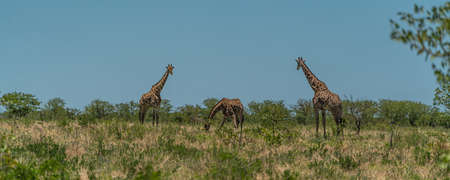 South African giraffe, Rotschild Giraffe walking at the savanna in the Etosha National Park, Namibia, Africa, panoramaの写真素材