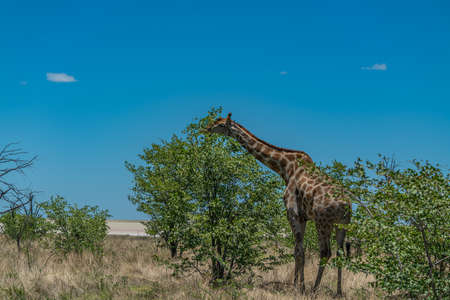ケープキリン の画像 写真素材 ベクター画像 イメージマート