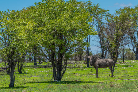 Wild wildebeest, gnu standing on green grass at Etosha National Park, Namibia. Africaの写真素材
