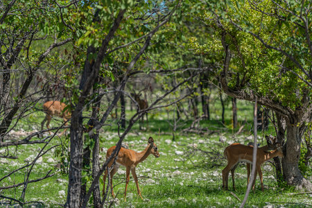 Jung black faced impala at the forest at the Etosha National Park in Namibiaの写真素材