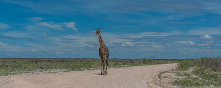 South African giraffe, Rotschild Giraffe walking along the road in the Etosha National Park, Namibia, Africa, panoramaの写真素材
