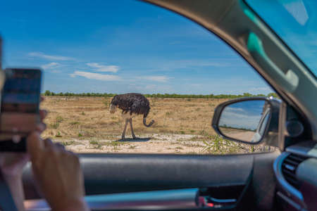 View from a car to a Ostriche in the Etosha National Park, Namibia, Africaの写真素材