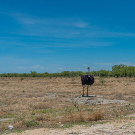 Ostriche walking at the savanna in the Etosha National Park, Namibia, Africaの写真素材