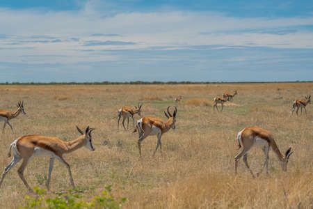 The springbok medium-sized antelope in the savanna at the Etosha Pan. Etosha National Park, Namibiaの写真素材
