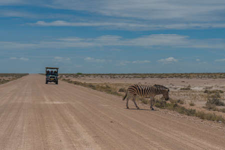 Prehistoric Bushman engravings, rock paintings at Twyfelfontein, Namibia - Lion Plate and other animals and symbols on rocksの写真素材