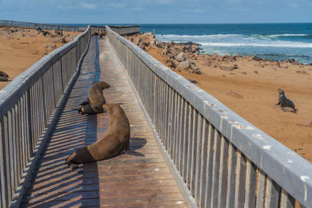 Fur seals lie at the walkingway at Cape Cross at the skelett coastline of Namibiaの写真素材