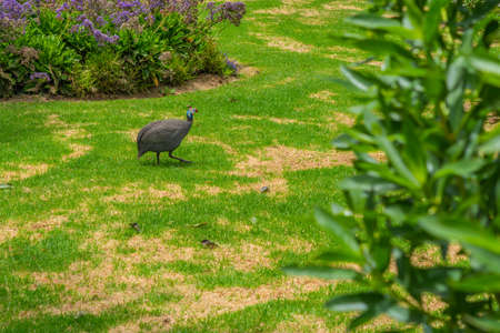 Helmeted guineafowl, big gray bird in grass. Wildlife scene from nature at Swakopmund, Namibiaの写真素材