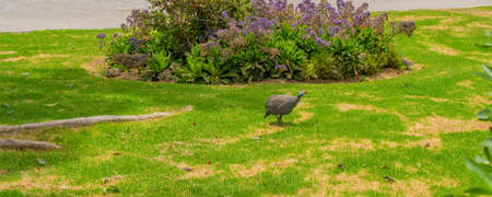Helmeted guineafowl, big gray bird in grass. Wildlife scene from nature at Swakopmund, Namibiaの写真素材