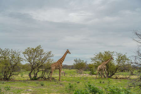 Giraffes, Giraffa camelopardalia, passing through grassland at the Etosha National Park, Namibiaの写真素材