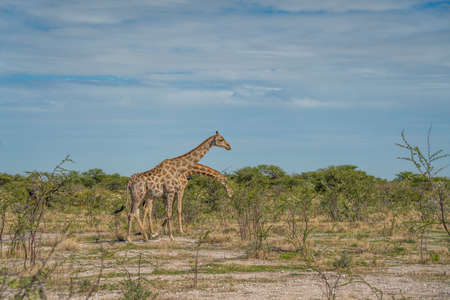 Giraffes, Giraffa camelopardalia, passing through grassland at the Etosha National Park, Namibiaの写真素材