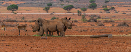 Tree black rhinos at the savanna in Namibia, background mountain landscape with trees, close up