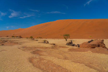 Dead camelthorn trees and red dunes in Deadvlei, Sossusvlei, Namib-Naukluft National Park, Namibia, background blue skyの写真素材