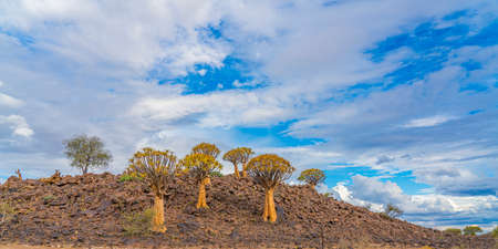 Quiver trees in warm light, background blue sky with beautiful clouds at Keetmanshoop, Namibiaの写真素材