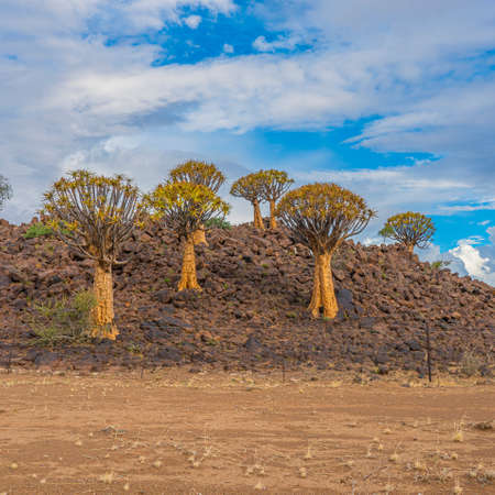 Quiver trees in warm light, background blue sky with beautiful clouds at Keetmanshoop, Namibia