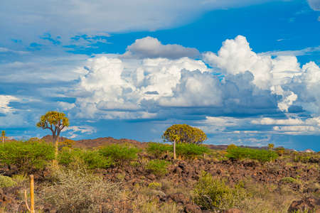 Quiver trees in warm light, background blue sky with beautiful clouds at Keetmanshoop, Namibia