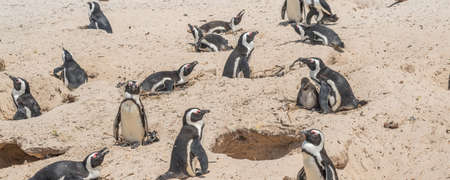 African Penguin at Boulders Beach near Simons Town on the Cape Peninsula, South Africa, one of the few colonies of African Penguinの写真素材