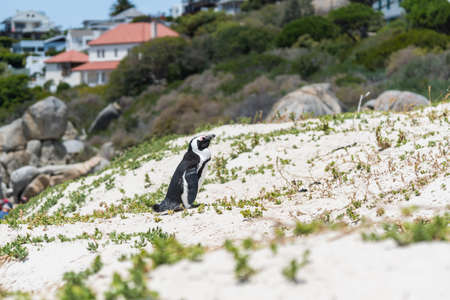 A single Penguin stay on sand at Boulders Beach, background houses selected focus, South Africaの写真素材