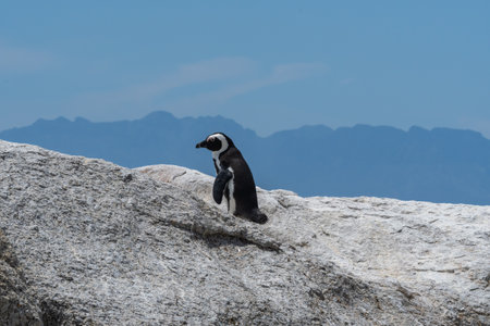A single Penguin stay on the rocks at Boulders Beach, Cape Town, South Africa, selected focus background mountainの写真素材