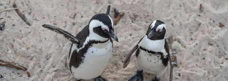Panorama of a couple of Penguin stay at Boulders Beach near Simons Town on the Cape Peninsula, South Africa,の写真素材