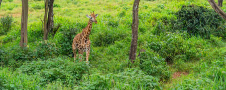 Young giraffe walking on a green meadow at the Giraffe Center Nairobi, Kenyaの写真素材