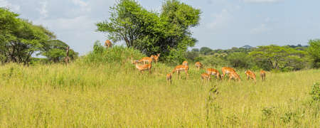Beautiful portrait of impalas in Tarangire national park in Tanzaniaの写真素材