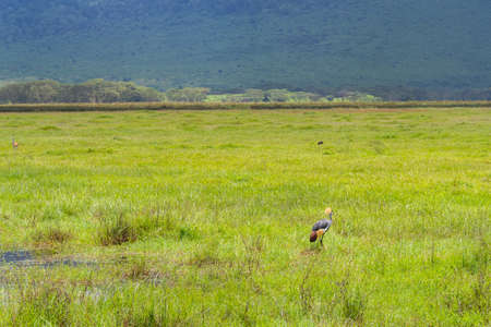 Crowned cranes on the background of green grass in the Ngorongoro Conservation Area, crater basinの写真素材