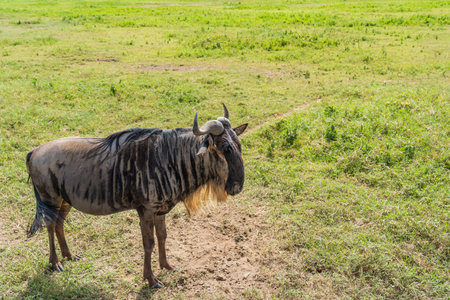 Wildebeest or Gnu close up at the Norongoro Conservation Center, Craterの写真素材