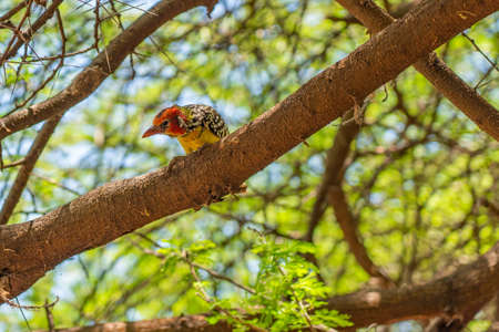 Colorful red-and-yellow barbet sitting on a branch, copy space selected focusの写真素材