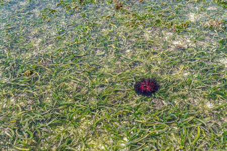 Red sea urchin common names of these urchins include radial urchins and fire urchins. Zanzibar,...