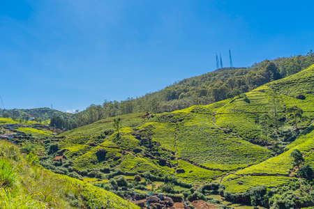 Tea plantation in up country near Nuwara Eliya, Sri Lanka background blue sky