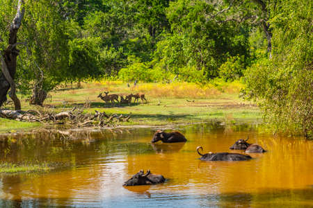 Water buffalo resting in the water at the Yala National Park in Sri Lanka.の写真素材