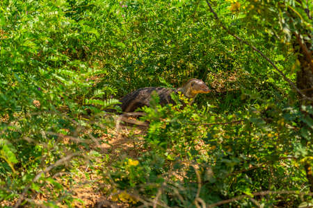 Ruddy mongoose walking at the green bushes, Yala National Park in Sri Lanka