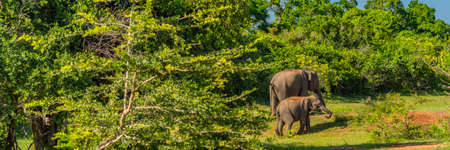 A mother elephant with baby walking on a maedow at the Yala National Park, Sri Lanka, panoramaの写真素材
