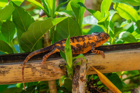 Brown orange Chameleon close up on branch with leaves in background, Madagascar, Africa.の写真素材