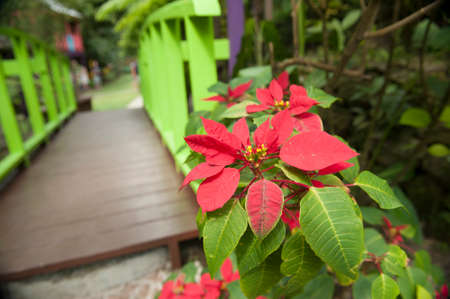 Tropical flowers from caribbean islandの写真素材