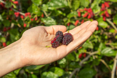 Berries on handの写真素材