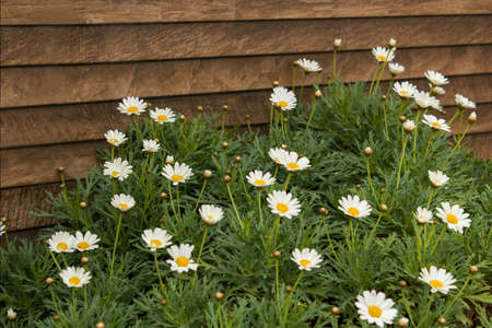 Chamomilesの写真素材