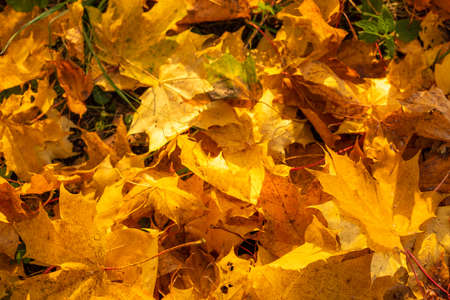 Golden leavesの写真素材