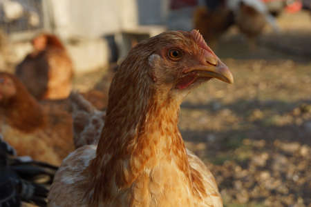 The head of a young light brown chicken 
