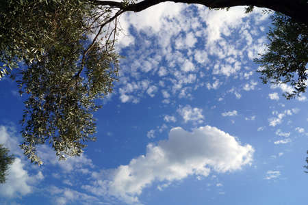 A branch of an olive tree in front of the sky and the white clouds の写真素材