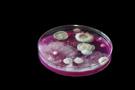 Mold