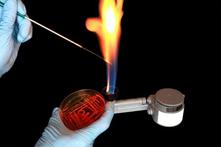 Flaming a loop before transferring bacteria on a agar plate.の写真素材