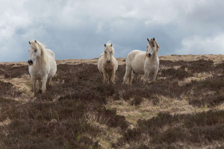 Pregnant white Welsh wild mountain pony in a field in spring.の写真素材