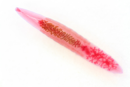 Chinese liver fluke stained slide.の写真素材