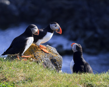 Atlantic puffins on the cliffs of Newfoundland and Labrador, Canada.の写真素材