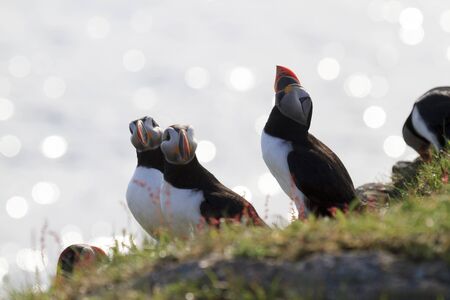 Atlantic puffins on the cliffs of Newfoundland and Labrador, Canada.の写真素材