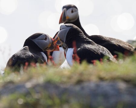 Atlantic puffins on the cliffs of Newfoundland and Labrador, Canada.