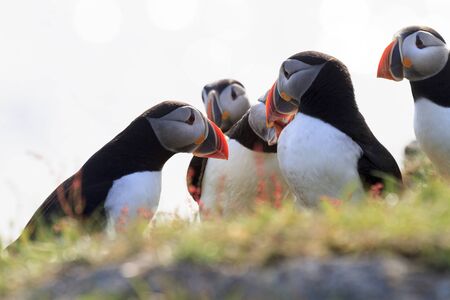 Atlantic puffins on the cliffs of Newfoundland and Labrador, Canada.の写真素材