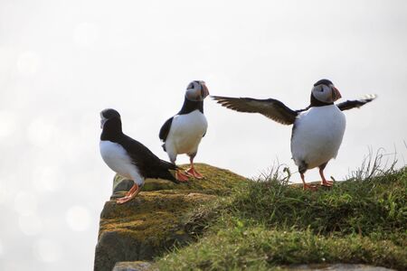 Atlantic puffins on the cliffs of Newfoundland and Labrador, Canada.の写真素材