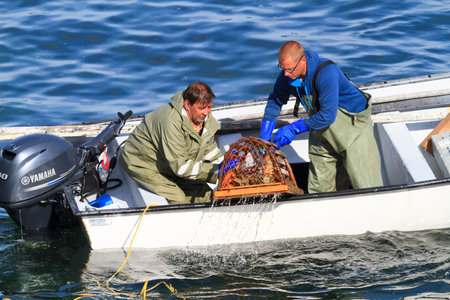 BONAVISTA, NEWFOUNDLAND AND LABRADOR, CANADA - JUNE 29, 2017.  Commercial atlantic canadian fish harvesters collecting atlantic lobster, taken on June 29 16, 2017 in Bonavista .のeditorial素材